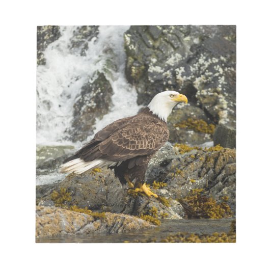 Proud Bald Eagle Notitieblok (Voorkant)