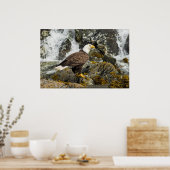Proud Bald Eagle Poster (Keuken)