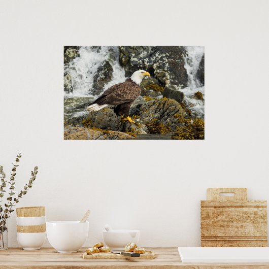 Proud Bald Eagle Poster (Keuken)