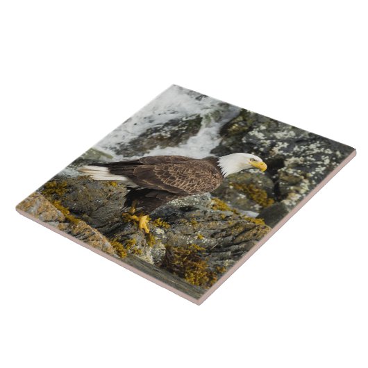 Proud Bald Eagle Tegeltje (Zijkant)