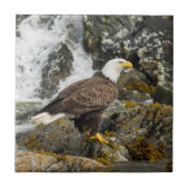 Proud Bald Eagle Tegeltje (Voorkant)