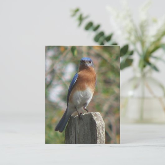 Proud Bluebird Briefkaart (Staand voorkant)