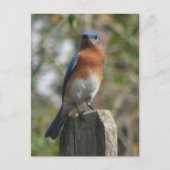 Proud Bluebird Briefkaart (Voorkant)