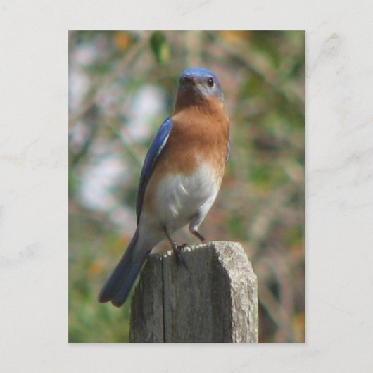 Proud Bluebird Briefkaart (Voorkant)