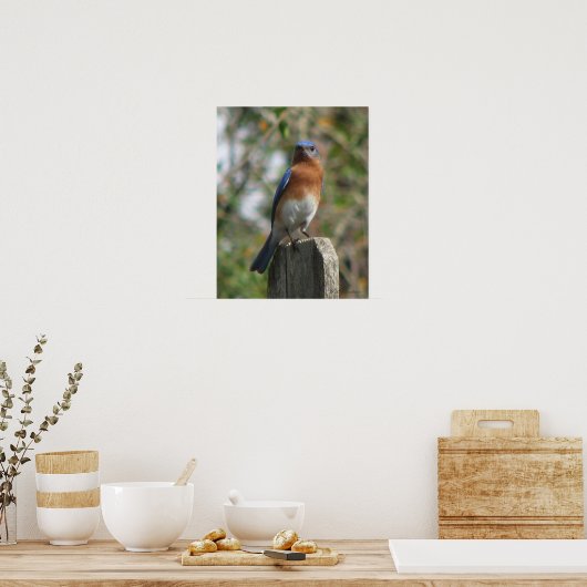 Proud Bluebird Poster (Keuken)