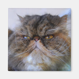 Proud Calico Persian Cat Magnet