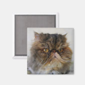 Proud Calico Persian Cat Magnet (Voorkant / Achterkant)