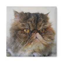 Proud Calico Persian Cat Magnet