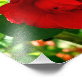 Proud Camelia Foto Afdruk (Hoek)