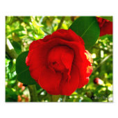 Proud Camelia Foto Afdruk (Voorkant)