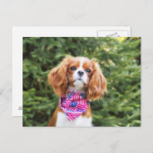 Proud Cavalier King Charles Spaniel Puppy Briefkaart (Voorkant / Achterkant)