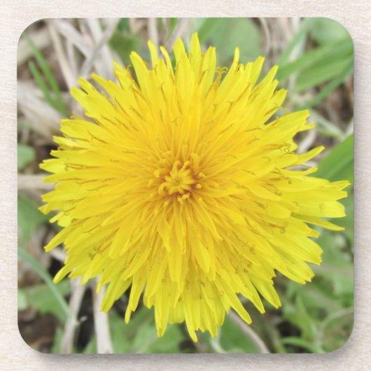 Proud Dandelion Flower. Bier Onderzetter (Voorkant)