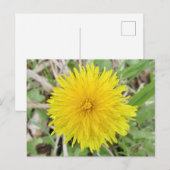 Proud Dandelion Flower. Briefkaart (Voorkant / Achterkant)
