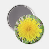 Proud Dandelion Flower. Magneet (Voorkant / Achterkant)