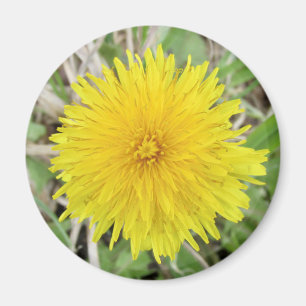 Proud Dandelion Flower. Magneet