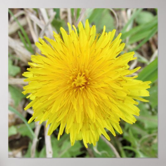 Proud Dandelion Flower. Poster (Voorkant)