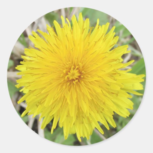 Proud Dandelion Flower Ronde Sticker (Voorkant)
