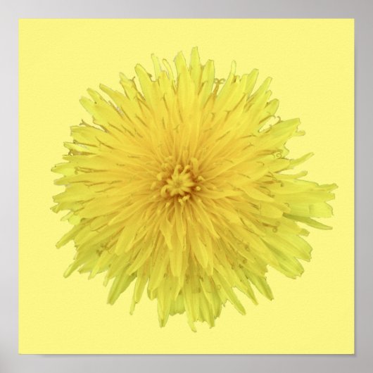 Proud Dandelion Flower - transparant. Poster (Voorkant)