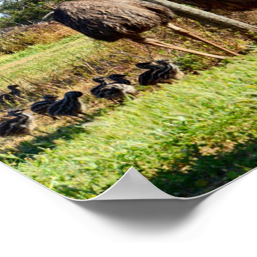 Proud Emu-ouders, Poster (Hoek)