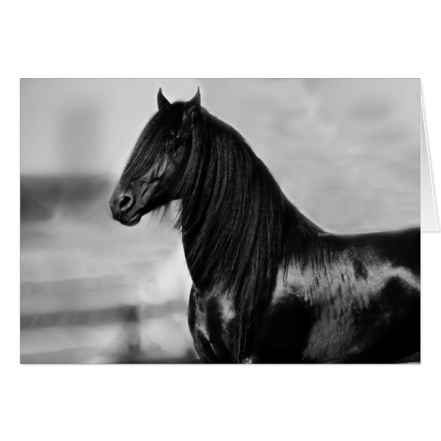 Proud Friesian zwarte hengst (Voorkant Horizontaal)