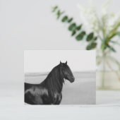 Proud Friesian zwarte hengst Briefkaart (Staand voorkant)