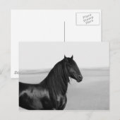 Proud Friesian zwarte hengst Briefkaart (Voorkant / Achterkant)