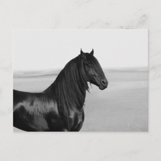 Proud Friesian zwarte hengst Briefkaart (Voorkant)