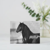 Proud Friesian zwarte hengst Briefkaart (Staand voorkant)