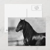 Proud Friesian zwarte hengst Briefkaart (Voorkant / Achterkant)