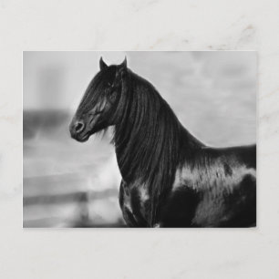 Proud Friesian zwarte hengst Briefkaart