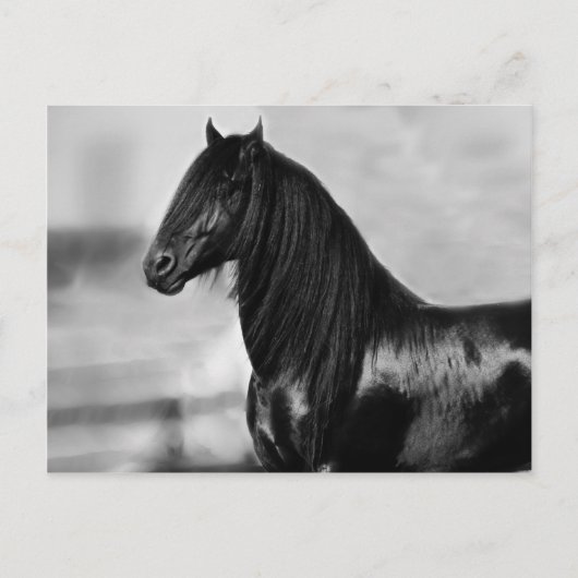 Proud Friesian zwarte hengst Briefkaart (Voorkant)