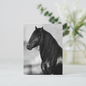 Proud Friesian zwarte hengst Briefkaart (Staand voorkant)