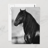Proud Friesian zwarte hengst Briefkaart (Voorkant / Achterkant)