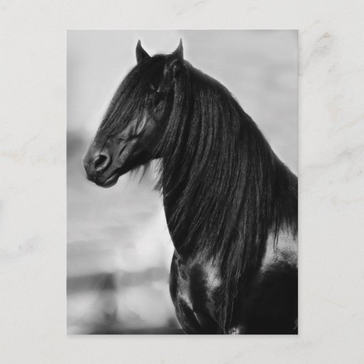 Proud Friesian zwarte hengst Briefkaart (Voorkant)