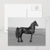 Proud Friesian zwarte hengst Briefkaart (Voorkant / Achterkant)