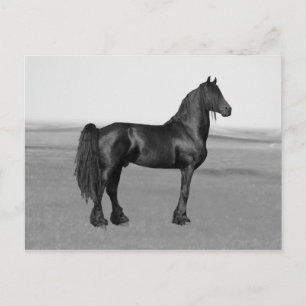 Proud Friesian zwarte hengst Briefkaart
