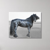 Proud Friesian zwarte hengst Canvas Afdruk (Voorkant)