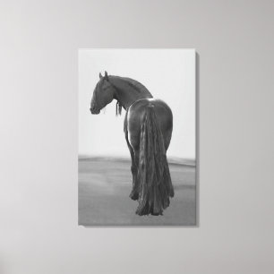 Proud Friesian zwarte hengst Canvas Afdruk