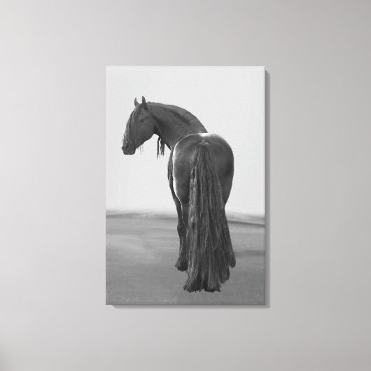 Proud Friesian zwarte hengst Canvas Afdruk (Voorkant)