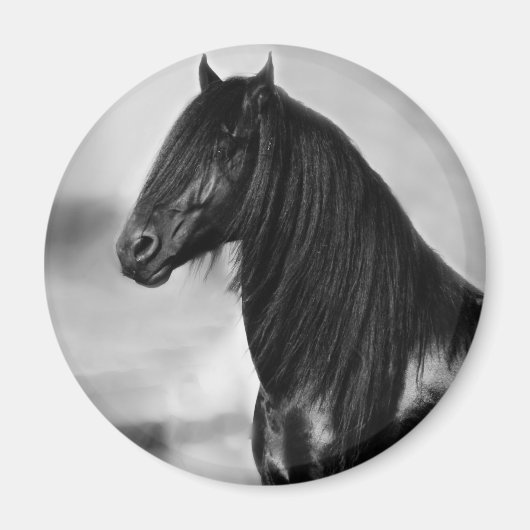 Proud Friesian zwarte hengst Magneet (Voorkant)