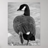 Proud Goose Poster (Voorkant)