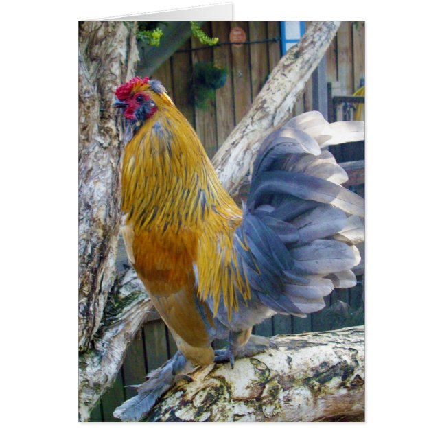 Proud Gray Tail Rooster (Voorkant)