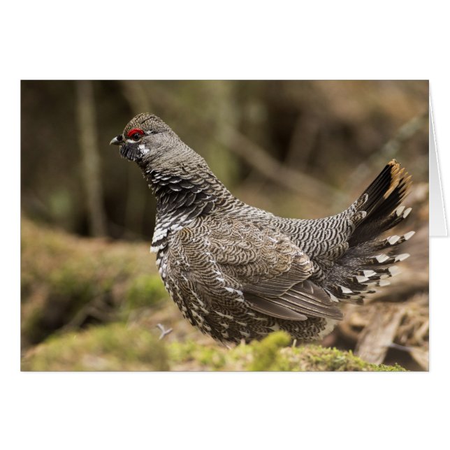 Proud Grouse (Voorkant Horizontaal)