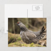 Proud Grouse Briefkaart (Voorkant / Achterkant)