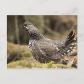 Proud Grouse Briefkaart (Voorkant)