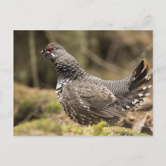 Proud Grouse Briefkaart (Voorkant)