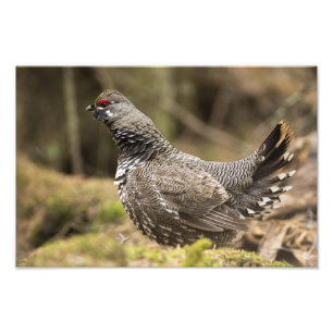 Proud Grouse Foto Afdruk