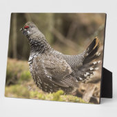 Proud Grouse Fotoplaat (Zijkant)