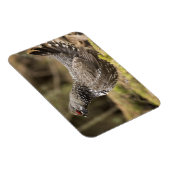 Proud Grouse Magneet (Rechterzijde)