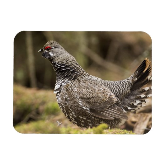 Proud Grouse Magneet (Horizontaal)